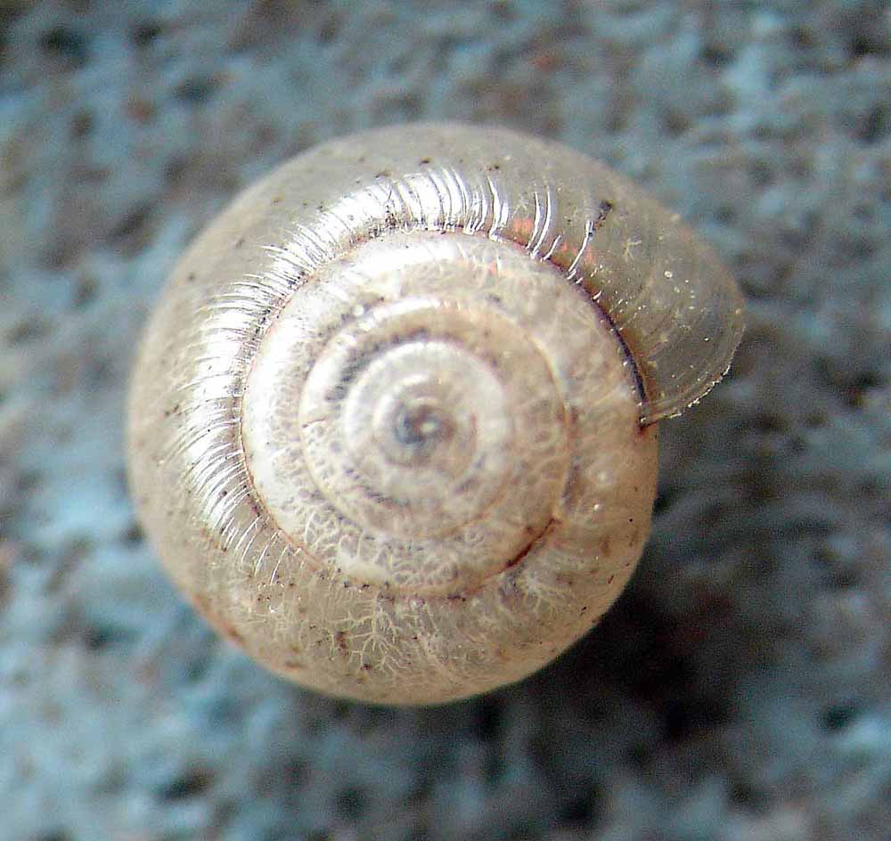 Paravitrea pontis